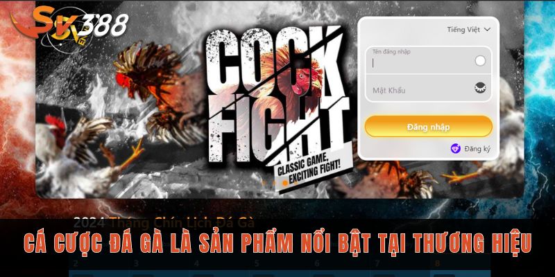 Giới thiệu Sv388 - Sân chơi cá cược đẳng cấp số 1 Châu Á 3 Cá cược đá gà là sản phẩm nổi bật tại thương hiệu