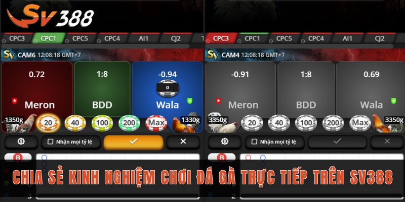 Cược đá gà trực tiếp Sv388 siêu kịch tính với tỷ lệ 1 ăn 8 3 Chia sẻ kinh nghiệm chơi đá gà trực tiếp trên Sv388
