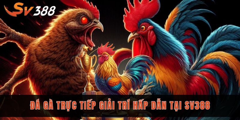 Cược đá gà trực tiếp Sv388 siêu kịch tính với tỷ lệ 1 ăn 8 1 Đá gà trực tiếp là hình thức giải trí hấp dẫn của Sv388