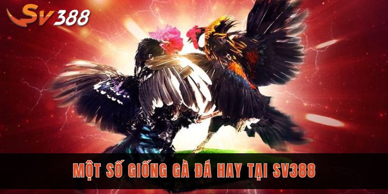 Một số giống gà đá hay tại Sv388