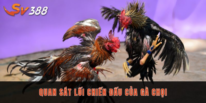 Quan sát lối chiến đấu của gà chọi
